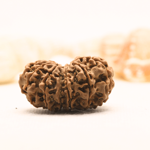 11 Mukhi Nepali Rudraksha - Super Collector