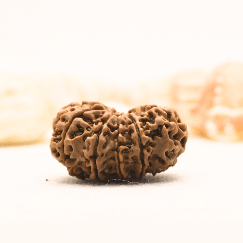 11 Mukhi Nepali Rudraksha - Super Collector