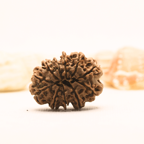 11 Mukhi Nepali Rudraksha - Super Collector