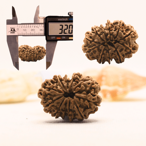 11 Mukhi Nepali Rudraksha - Super Collector