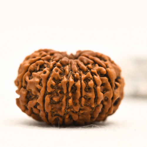 12 Mukhi Nepali Rudraksha - Collector