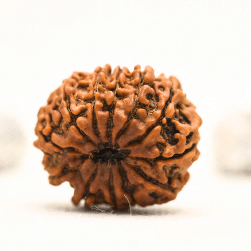 12 Mukhi Nepali Rudraksha - Collector