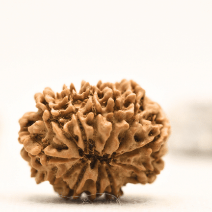 12 Mukhi Nepali Rudraksha - Collector