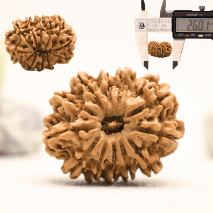 12 Mukhi Nepali Rudraksha - Collector