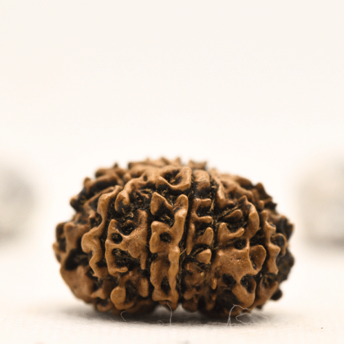 12 Mukhi Nepali Rudraksha - Collector