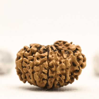 12 Mukhi Nepali Rudraksha - Collector