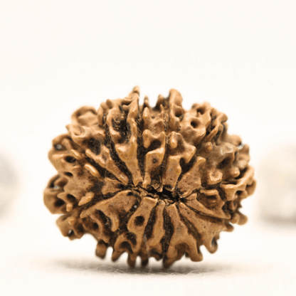 12 Mukhi Nepali Rudraksha - Collector