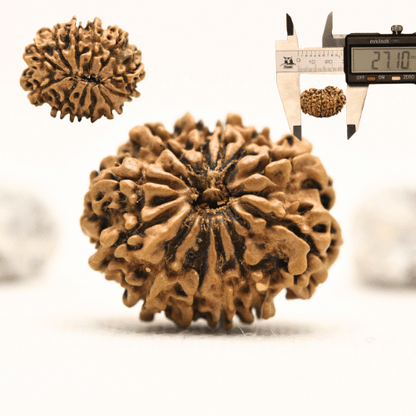 12 Mukhi Nepali Rudraksha - Collector
