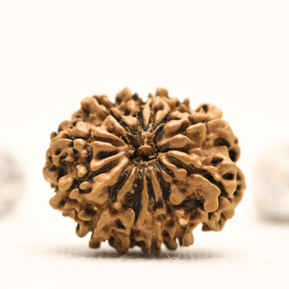 12 Mukhi Nepali Rudraksha - Collector