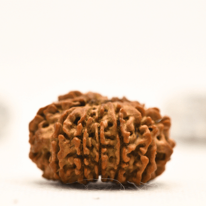 12 Mukhi Nepali Rudraksha - Collector