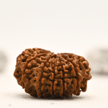 12 Mukhi Nepali Rudraksha - Collector