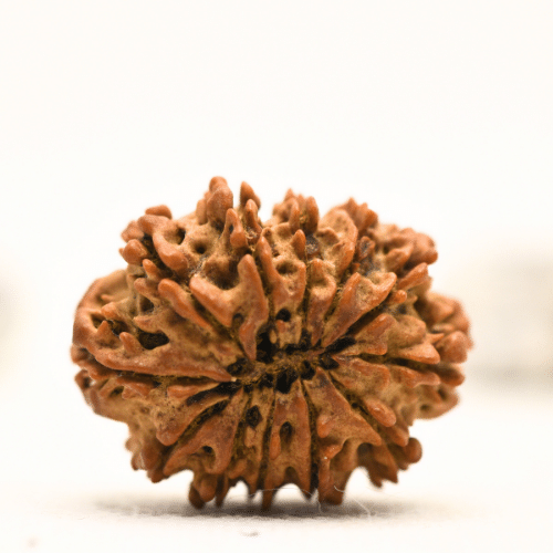 12 Mukhi Nepali Rudraksha - Collector