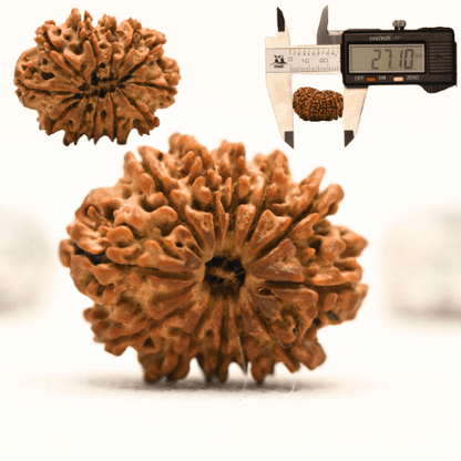 12 Mukhi Nepali Rudraksha - Collector