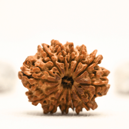12 Mukhi Nepali Rudraksha - Collector