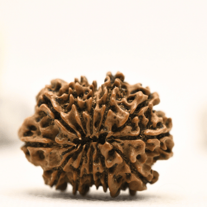 12 Mukhi Nepali Rudraksha - Collector