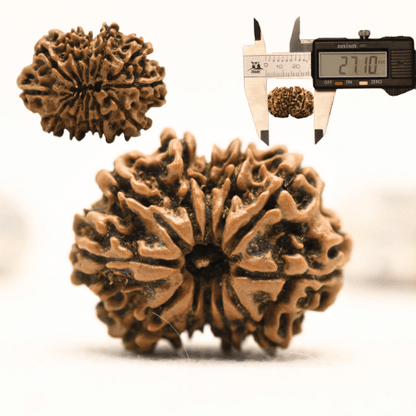 12 Mukhi Nepali Rudraksha - Collector