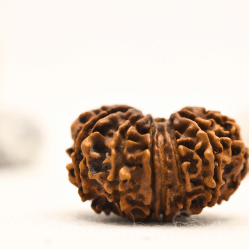 12 Mukhi Nepali Rudraksha - Collector