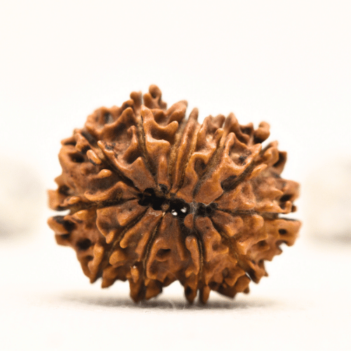 12 Mukhi Nepali Rudraksha - Collector