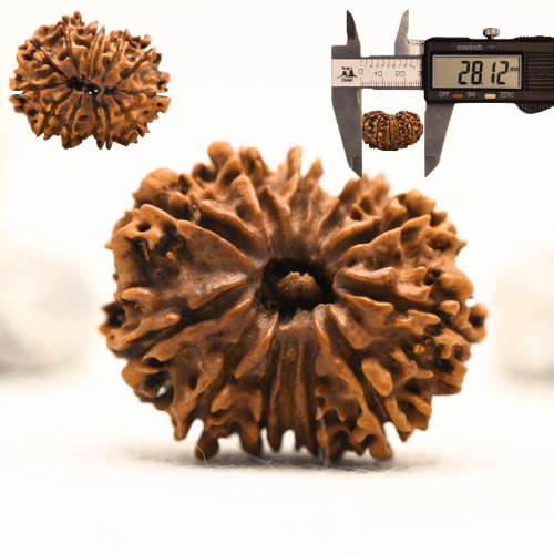 12 Mukhi Nepali Rudraksha - Collector