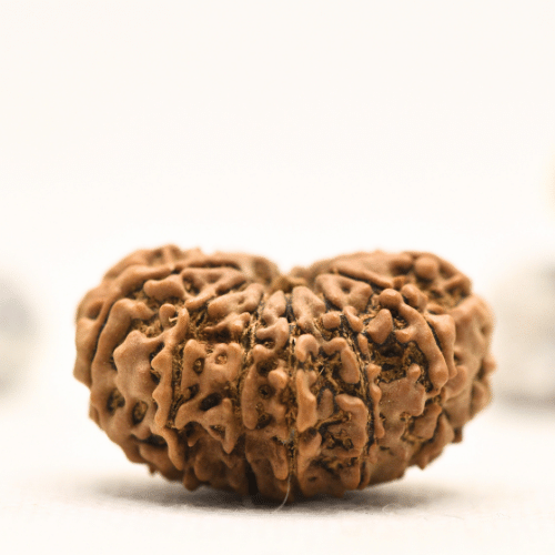 12 Mukhi Nepali Rudraksha - Collector