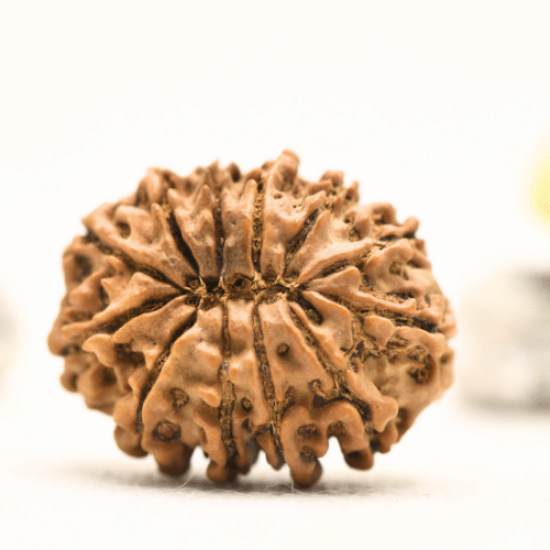 12 Mukhi Nepali Rudraksha - Collector
