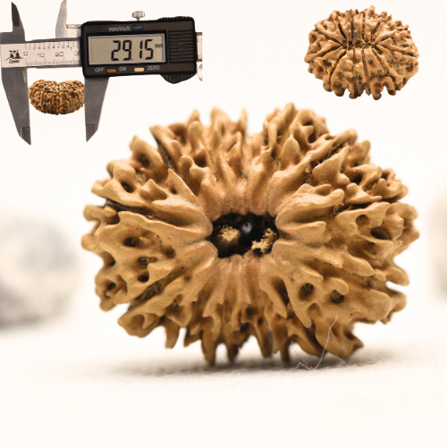 12 Mukhi Nepali Rudraksha - Collector