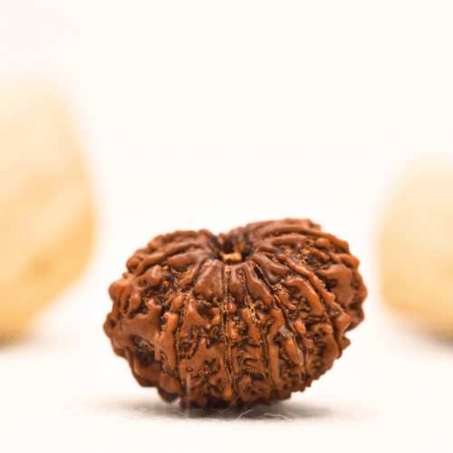 12 Mukhi Nepali Rudraksha - Large