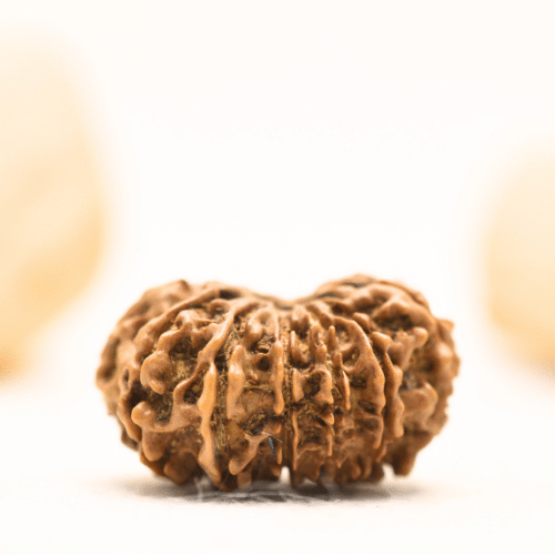 12 Mukhi Nepali Rudraksha - Large