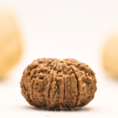 12 Mukhi Nepali Rudraksha - Large