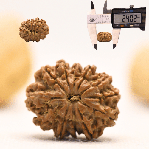12 Mukhi Nepali Rudraksha - Large
