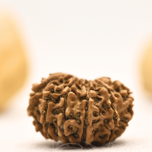 12 Mukhi Nepali Rudraksha - Large