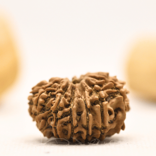 12 Mukhi Nepali Rudraksha - Large