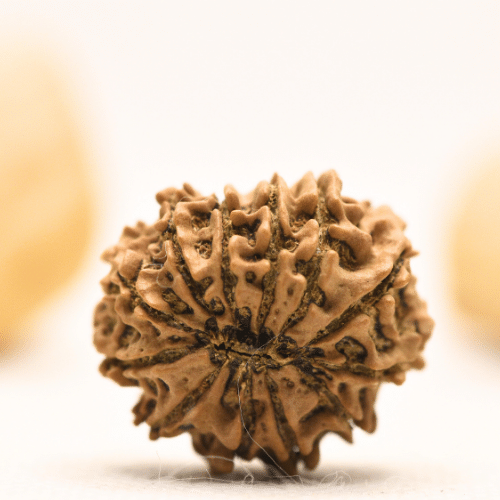 12 Mukhi Nepali Rudraksha - Large