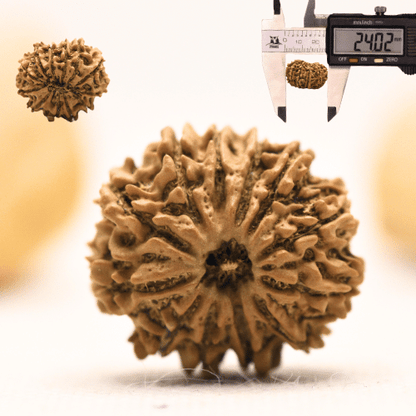 12 Mukhi Nepali Rudraksha - Large
