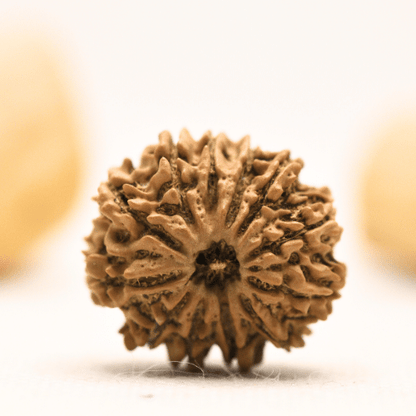 12 Mukhi Nepali Rudraksha - Large