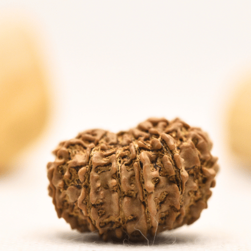12 Mukhi Nepali Rudraksha - Large