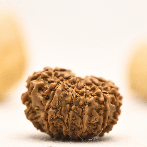 12 Mukhi Nepali Rudraksha - Large