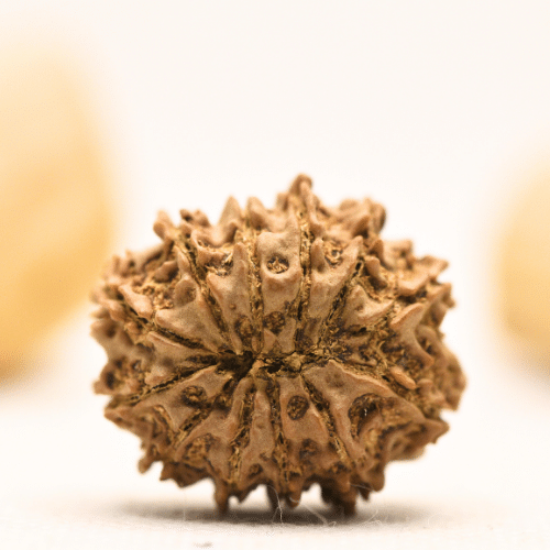 12 Mukhi Nepali Rudraksha - Large