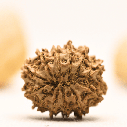 12 Mukhi Nepali Rudraksha - Large