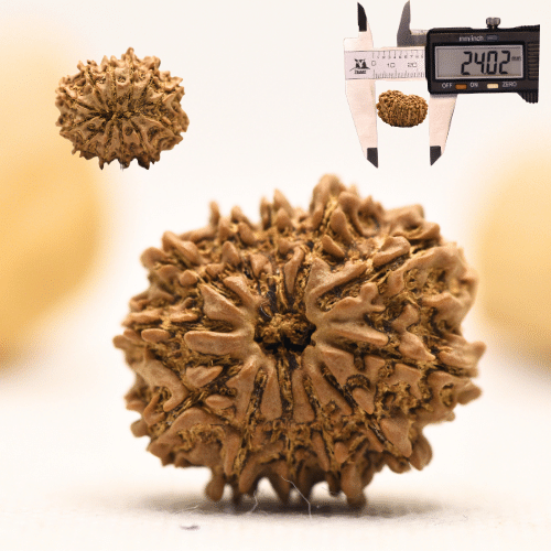 12 Mukhi Nepali Rudraksha - Large