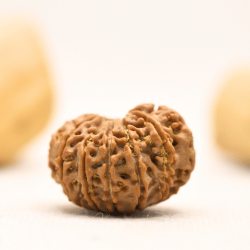12 Mukhi Nepali Rudraksha - Large