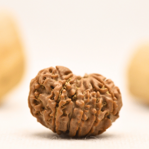 12 Mukhi Nepali Rudraksha - Large