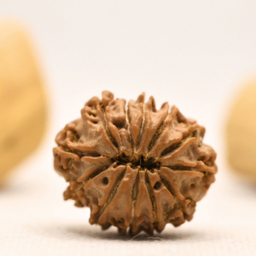 12 Mukhi Nepali Rudraksha - Large