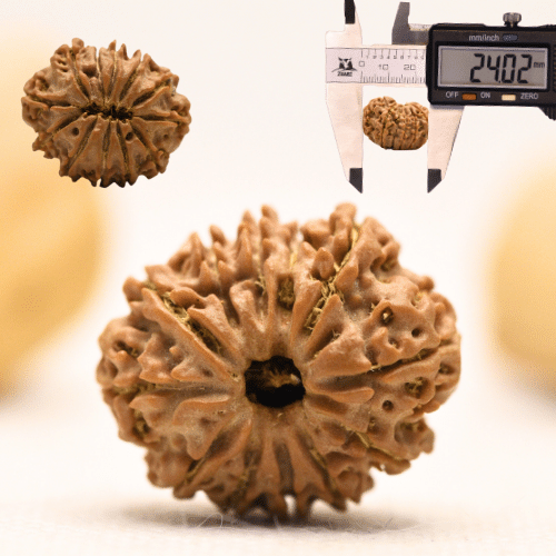 12 Mukhi Nepali Rudraksha - Large
