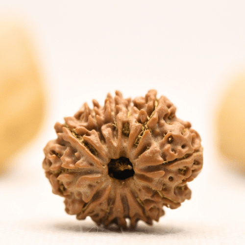 12 Mukhi Nepali Rudraksha - Large