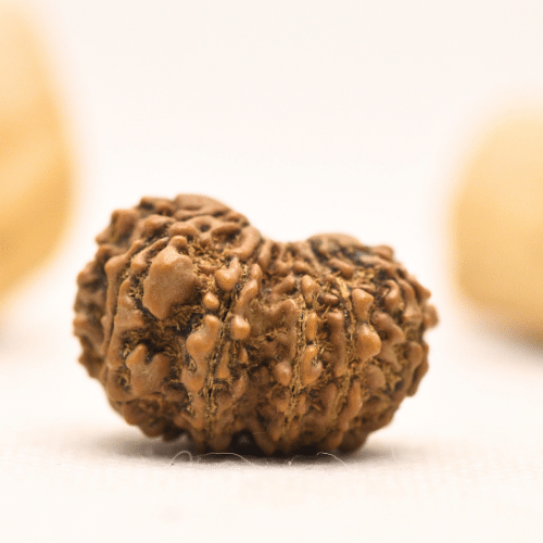 12 Mukhi Nepali Rudraksha - Large