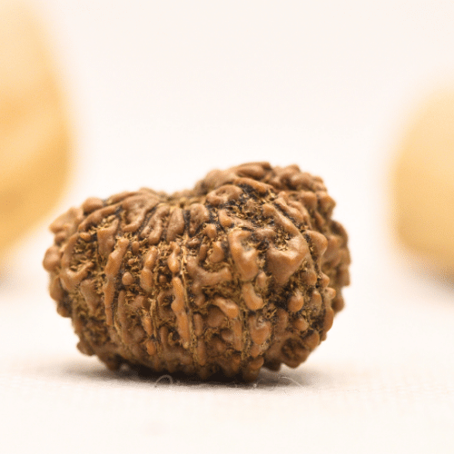 12 Mukhi Nepali Rudraksha - Large