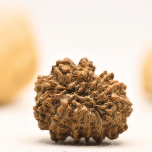 12 Mukhi Nepali Rudraksha - Large