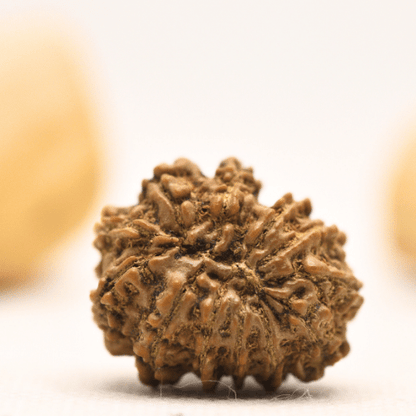 12 Mukhi Nepali Rudraksha - Large