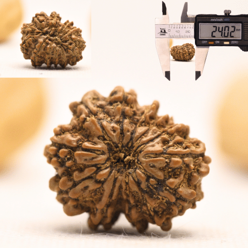 12 Mukhi Nepali Rudraksha - Large